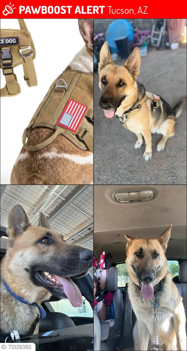Lost Male Dog last seen Park y bilby, Tucson, AZ 85706