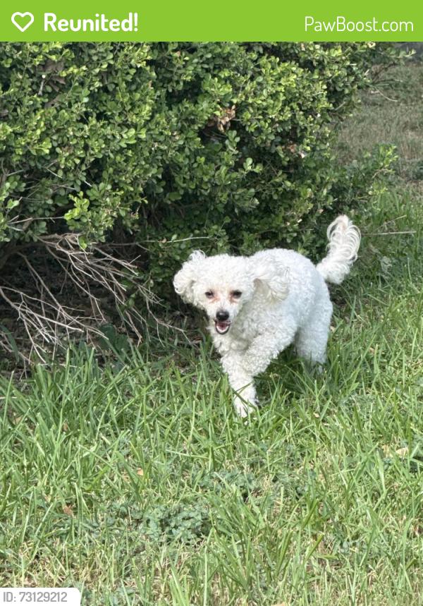 Reunited Unknown Dog last seen Black oak and Yale street, River Oaks, TX 76114