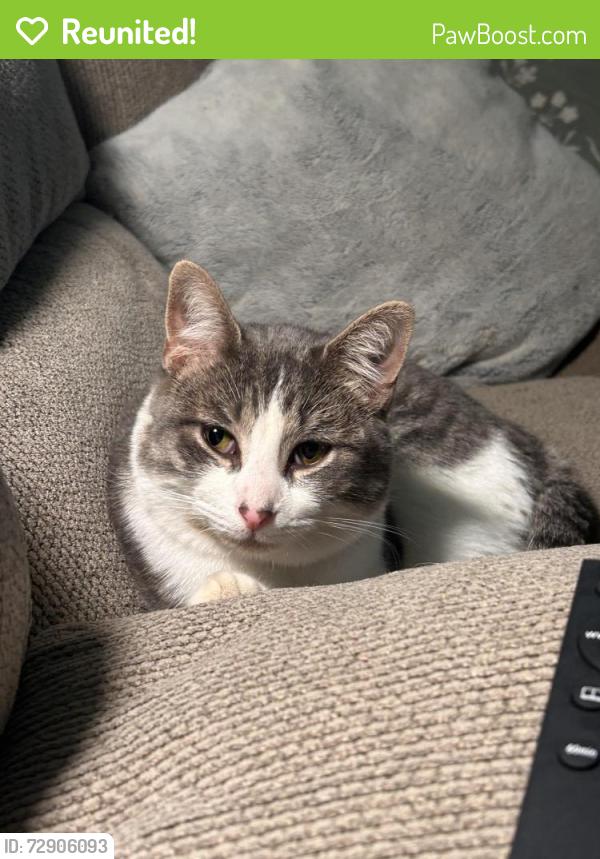Reunited Male Cat last seen Boswell high school, Fort Worth, TX 76179
