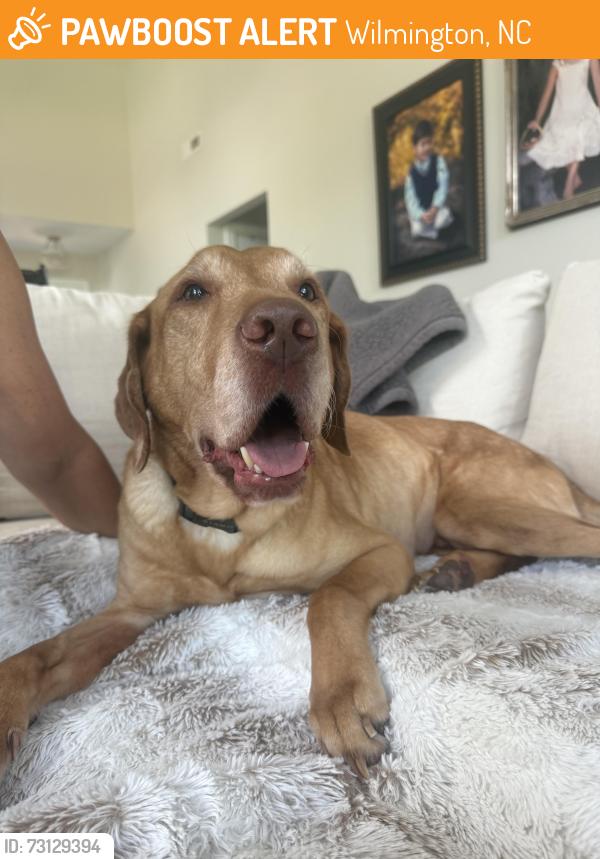 Found/Stray Male Dog last seen UNCW, Wilmington, NC 28403