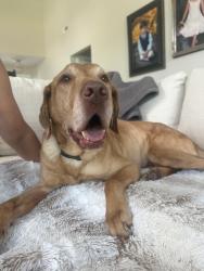 Found/Stray Male Dog last seen UNCW, Wilmington, NC 28403
