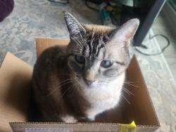 Lost Male Cat last seen Near Super 8 motel, Bernalillo, NM 87004