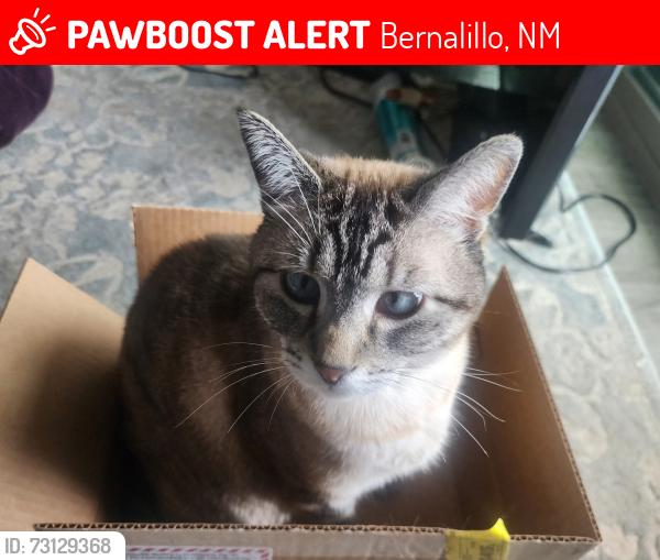 Lost Male Cat last seen Near Super 8 motel, Bernalillo, NM 87004