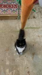 Lost Female Cat last seen Highway 22, Alexander City, AL 35010