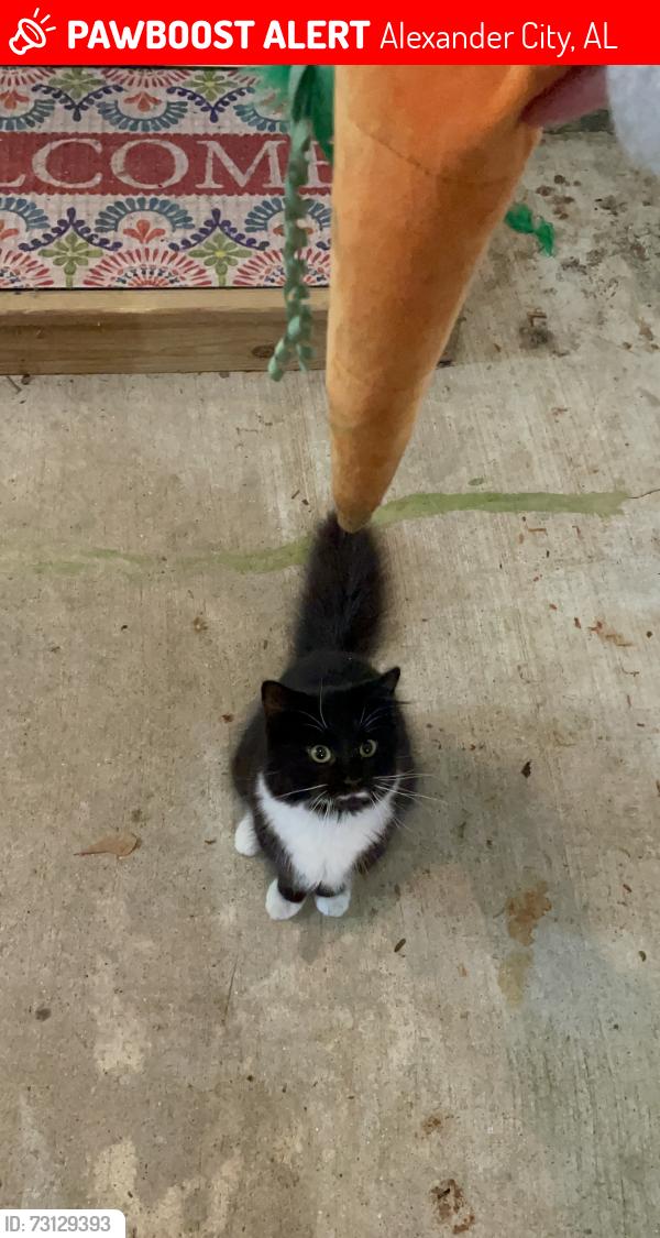 Lost Female Cat last seen Highway 22, Alexander City, AL 35010