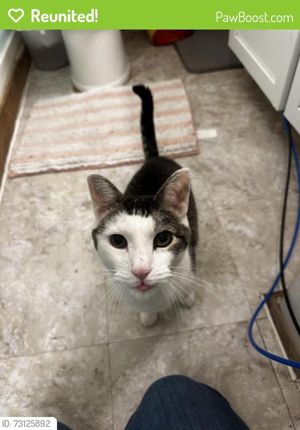Reunited Male Cat last seen Atlantic Ave, Saint Paul, MN 55106