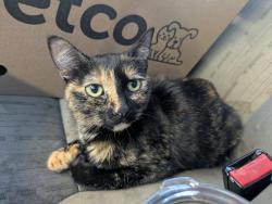 Found/Stray Female Cat last seen Suburban Ave and White Bear Ave, Saint Paul, MN 55119