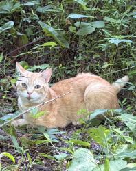 Lost Male Cat last seen Near Stoney Mountain RD (shelter), Hendersonville, NC 28791