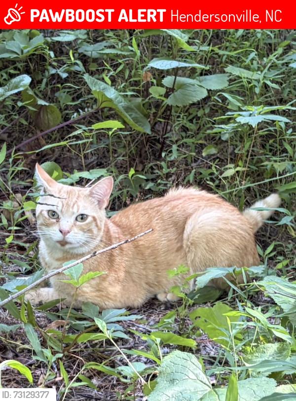 Lost Male Cat last seen Near Stoney Mountain RD (shelter), Hendersonville, NC 28791