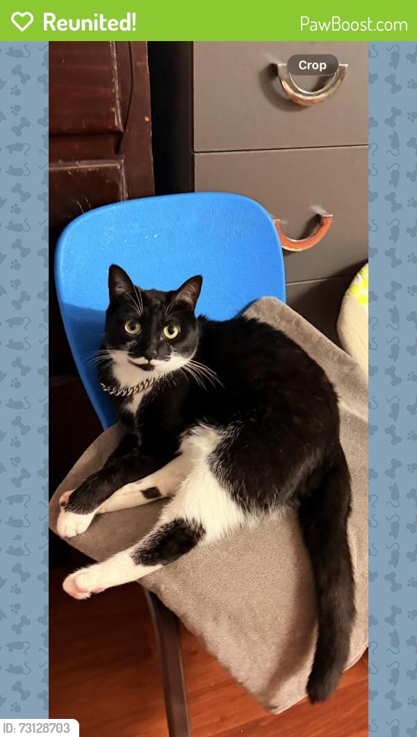 Reunited Female Cat last seen Near San Pedro St, Los Angeles, CA 90003, USA, Los Angeles, CA 90003