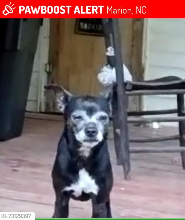 Lost Female Dog last seen Highway 221 South, Marion, NC 28752