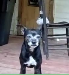 Lost Female Dog last seen Highway 221 South, Marion, NC 28752