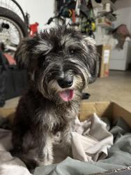 Found/Stray Female Dog last seen Broadway and Freedom Dr., San Antonio, TX 78217