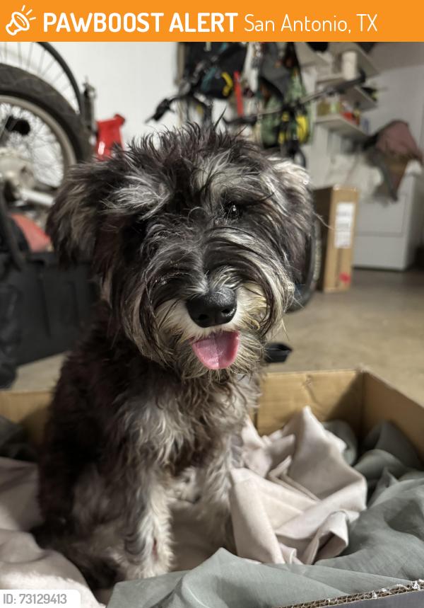 Found/Stray Female Dog last seen Broadway and Freedom Dr., San Antonio, TX 78217