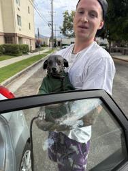 Reunited Male Dog last seen Colorado and Verdugo, Glendale, CA 91205