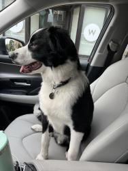 Found/Stray Male Dog last seen Columbus Public Health, Columbus, OH 43205