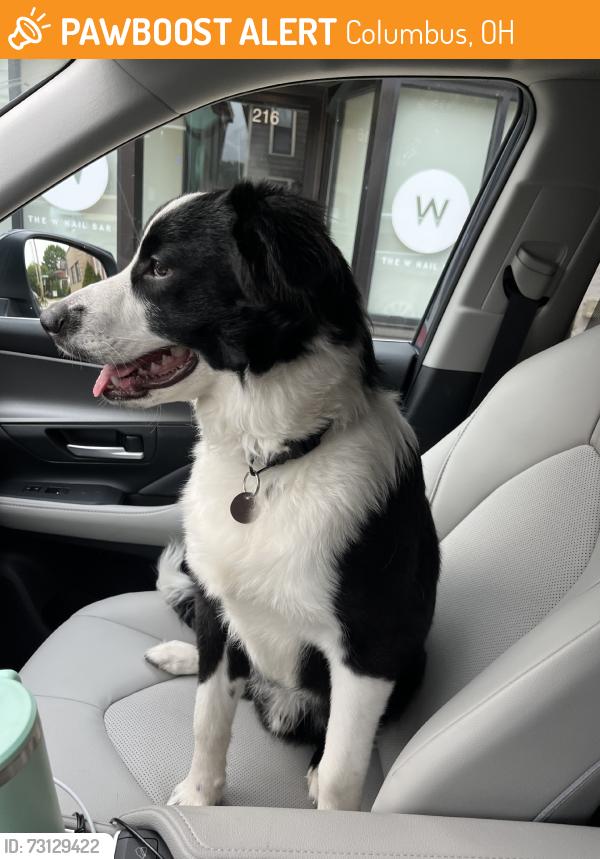 Found/Stray Male Dog last seen Columbus Public Health, Columbus, OH 43205