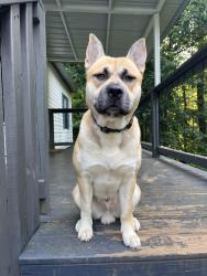 Lost Male Dog last seen Park and Avondale avenue, Jacksonville, FL 32205