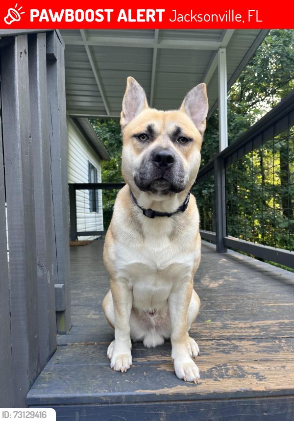 Lost Male Dog last seen Park and Avondale avenue, Jacksonville, FL 32205
