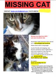 Lost Male Cat last seen Streatham Vale, Greater London, England SW16 5AP