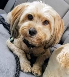 Lost Male Dog last seen Floral and Hazardx, Los Angeles, CA 90033