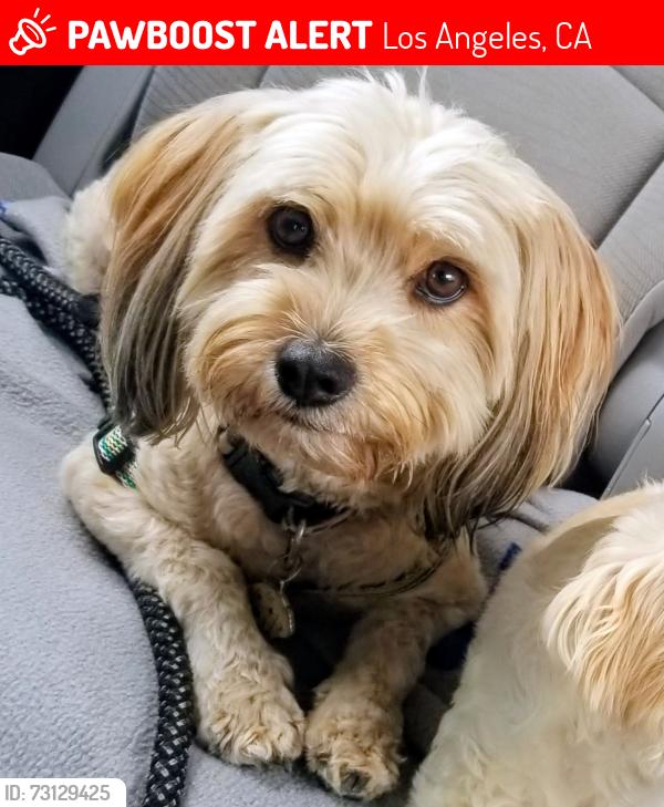 Lost Male Dog last seen Floral and Hazardx, Los Angeles, CA 90033