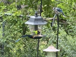 Found/Stray Unknown Bird last seen Forest ave,Richmond , Va, Richmond, VA 23226