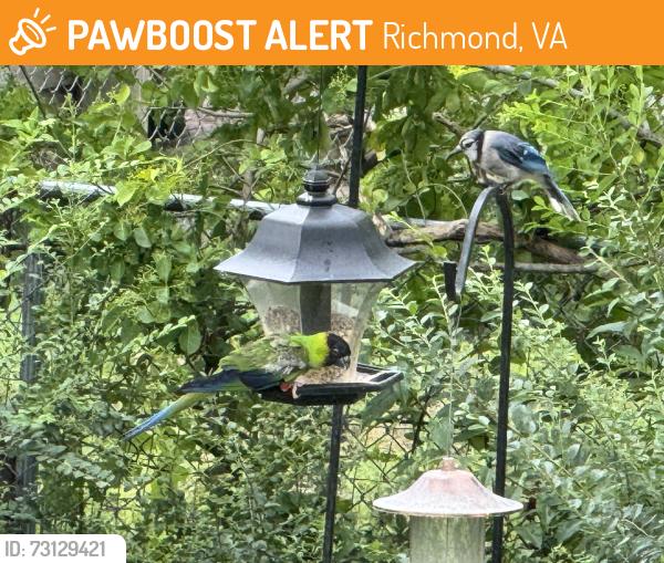 Found/Stray Unknown Bird last seen Forest ave,Richmond , Va, Richmond, VA 23226