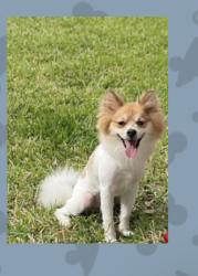 Reunited Male Dog last seen Temple park, Tampa, FL 33637