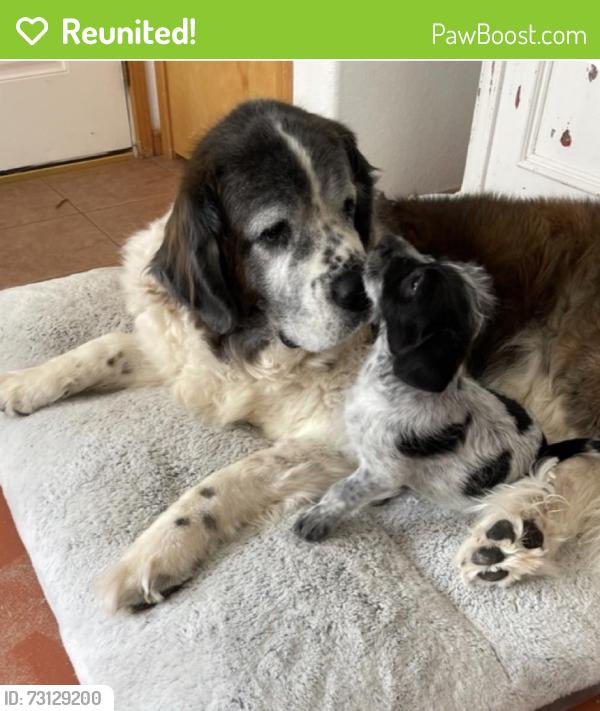 Reunited Female Dog last seen Kim Road NE & Saratoga NE, Rio Rancho, NM, Rio Rancho, NM 87144