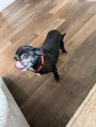 Reunited Male Dog last seen Woods Farm Road/ Piedmont Road, Chesnee, SC 29323