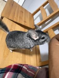 Lost Female Other last seen 23rd pl cicero, Cicero, IL 60804