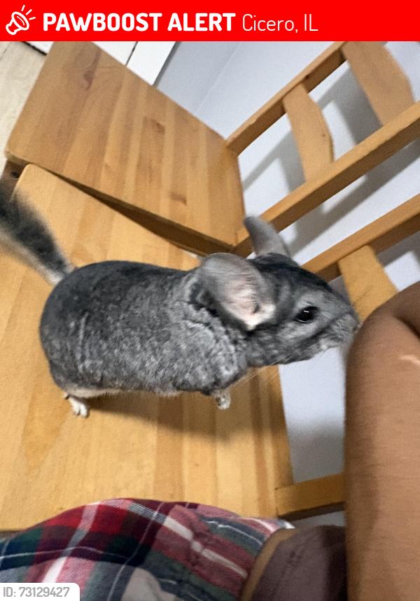 Lost Female Other last seen 23rd pl cicero, Cicero, IL 60804