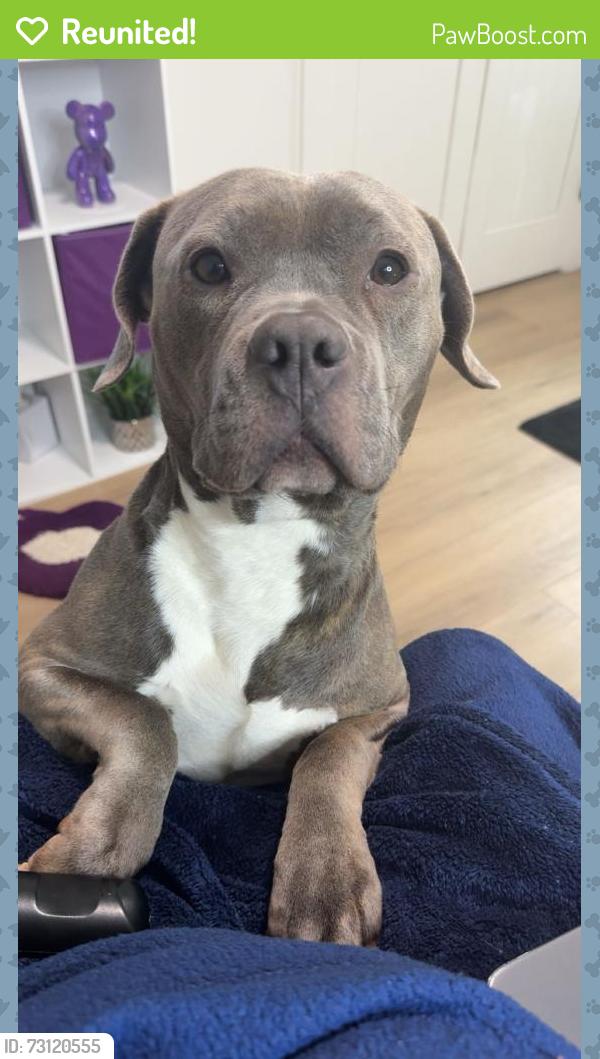 Reunited Female Dog last seen Belue Market, Boiling Springs, SC 29316