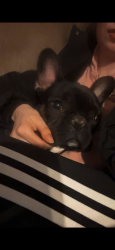 Lost Male Dog last seen joanne’s park, Green Bay, WI 54301