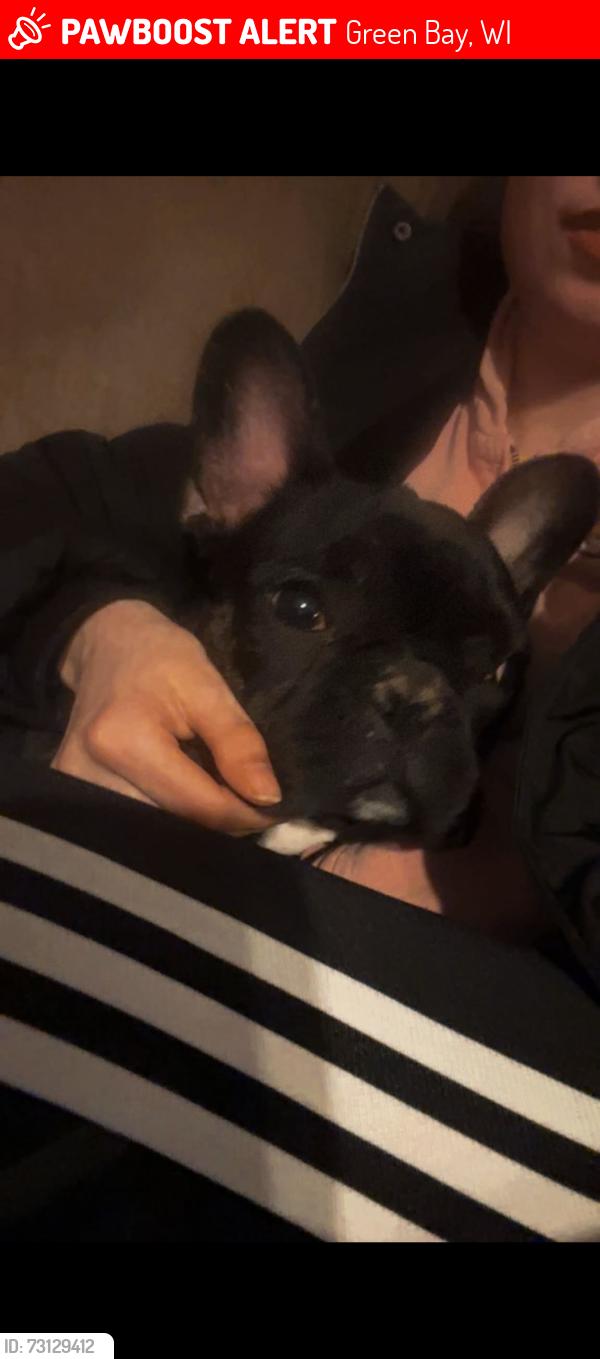 Lost Male Dog last seen joanne’s park, Green Bay, WI 54301