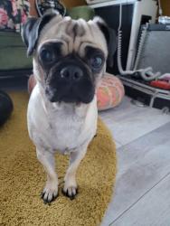Found/Stray Female Dog last seen Horne & Jensen, Mesa, AZ 85203