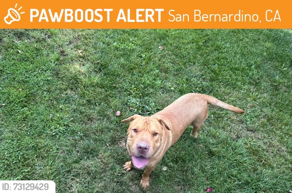 Found/Stray Male Dog last seen Ohio and Steven Way, San Bernardino, CA 92407