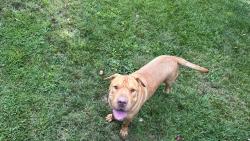 Found/Stray Male Dog last seen Ohio and Steven Way, San Bernardino, CA 92407