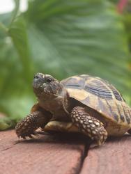 Lost Male Reptile last seen Queen Victoria way, San Jose, CA 95132
