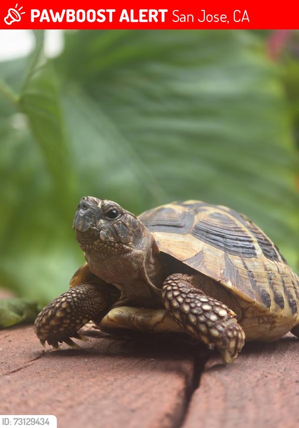 Lost Male Reptile last seen Queen Victoria way, San Jose, CA 95132