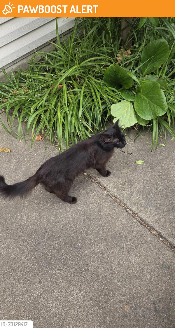 Found/Stray Female Cat last seen Crown, West Sacramento, CA 95691
