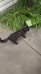 Found/Stray Female Cat last seen Crown, West Sacramento, CA 95691