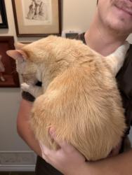 Found/Stray Unknown Cat last seen cityline, Richardson, TX 75082