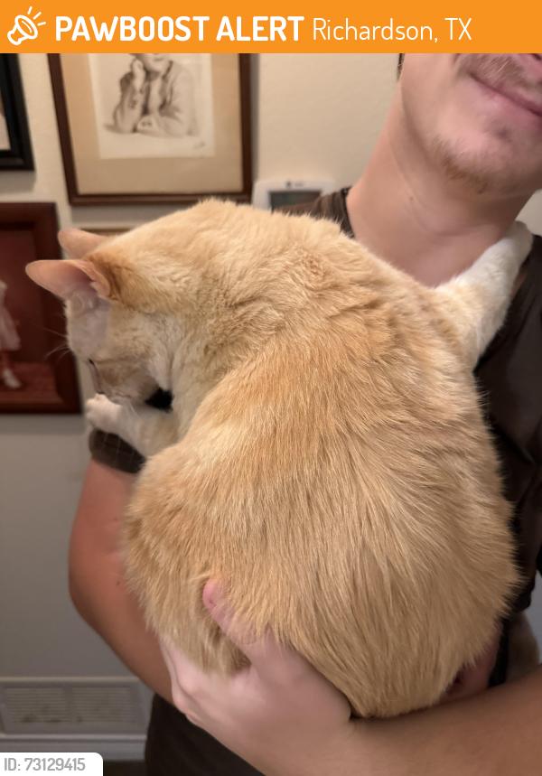 Found/Stray Unknown Cat last seen cityline, Richardson, TX 75082
