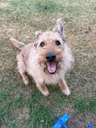 Reunited Male Dog last seen 44th & Slide, Lubbock, TX 79414