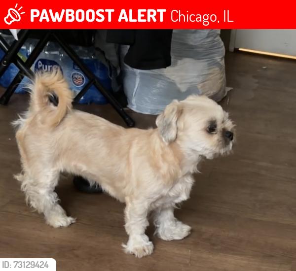 Lost Female Dog last seen Near rd halsted, Chicago, IL 60621