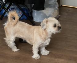 Lost Female Dog last seen Near rd halsted, Chicago, IL 60621