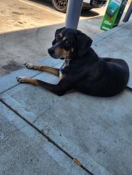 Found/Stray Unknown Dog last seen post, Indianapolis, IN 46219