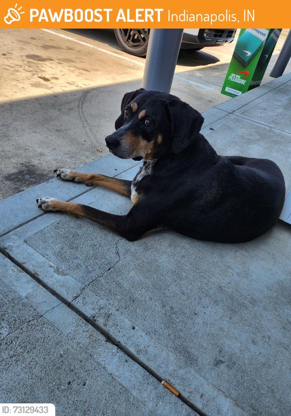 Found/Stray Unknown Dog last seen post, Indianapolis, IN 46219
